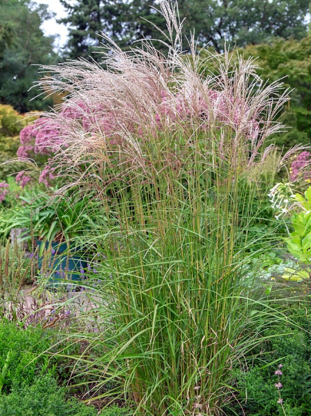 Miscanthus sinensis flamingo
