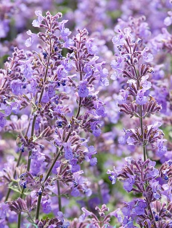Nepeta six hills giant faassenii