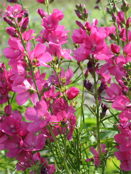 Sidalcea brillant oregana