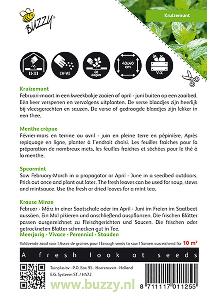 Spearmint mentha spicata