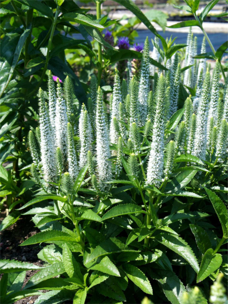 Veronica snow candles spicata