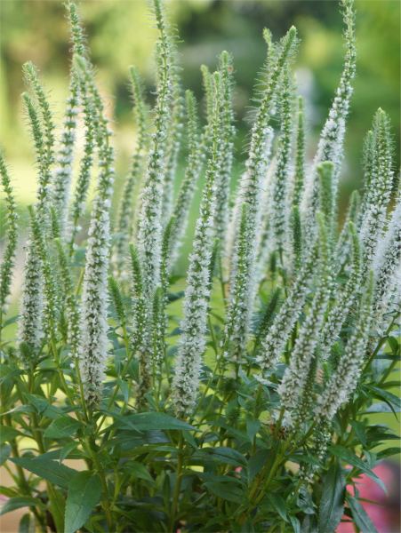 Veronica snow candles spicata