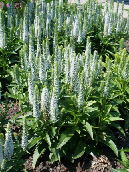 Veronica snow candles spicata