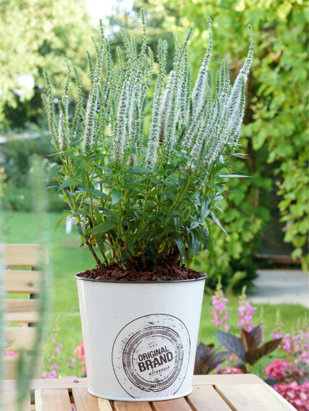 Veronica snow candles spicata