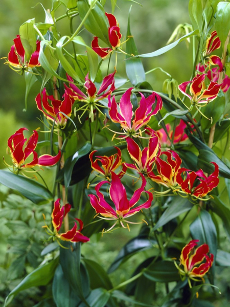 Gloriosa rothschildiana superba