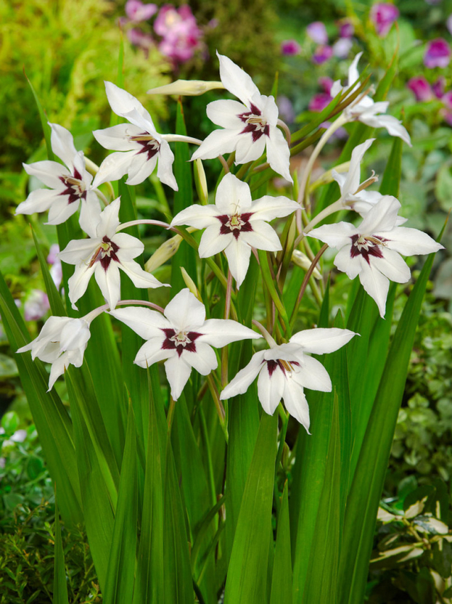 Acidanthera gladiolus callianthus