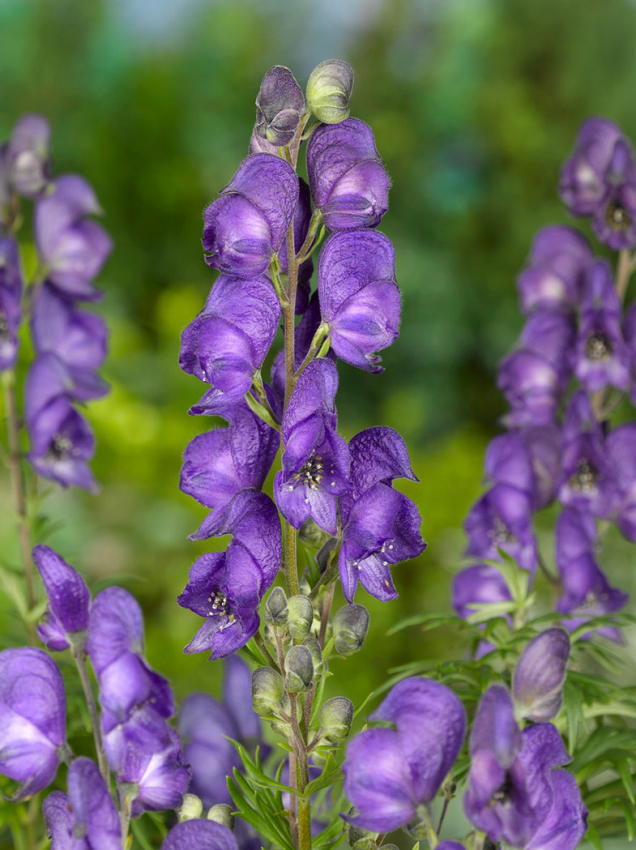 Aconitum napellus blue