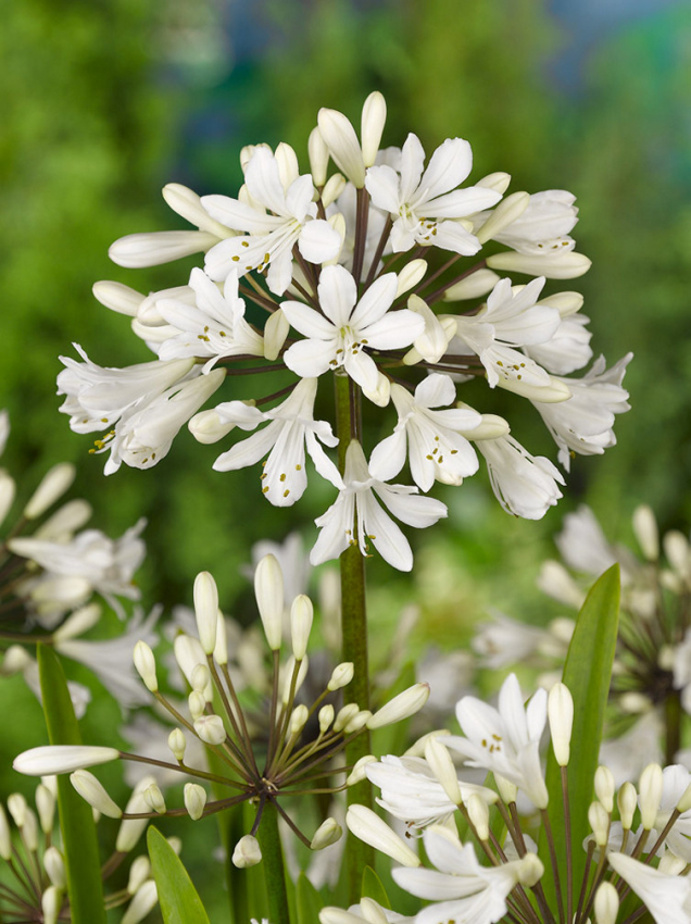 Agapanthus africanus albus