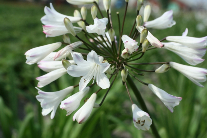 Agapanthus africanus albus