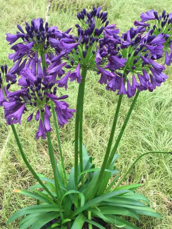 Agapanthus poppin purple