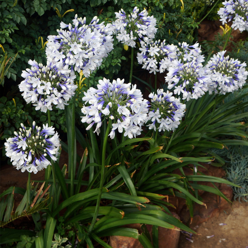 Agapanthus twister