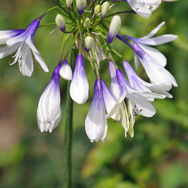 Agapanthus twister