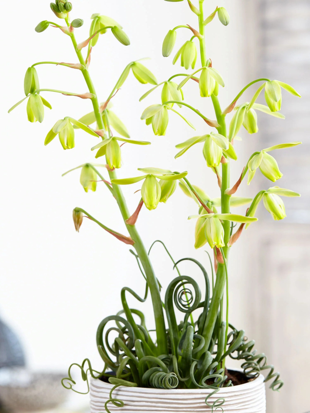 Albuca spiralis frizzle sizzle