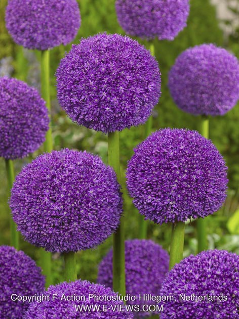 Allium ambassador