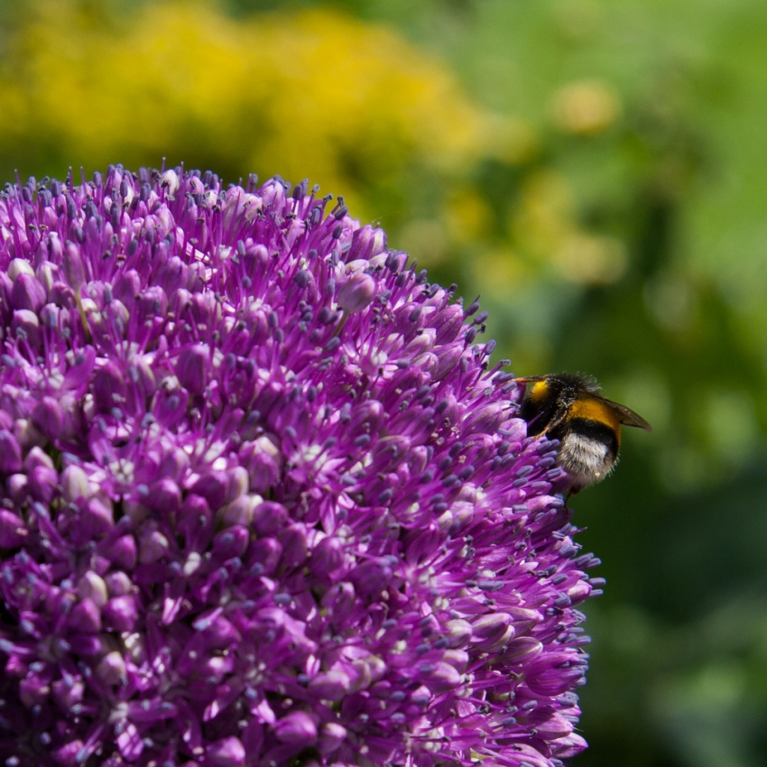 Allium ambassador