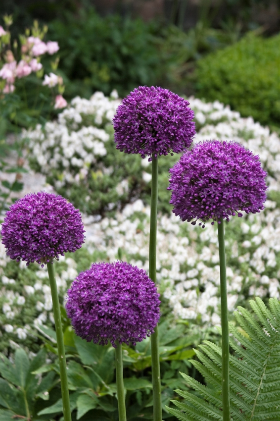 Allium ambassador