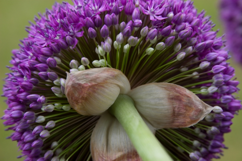 Allium ambassador
