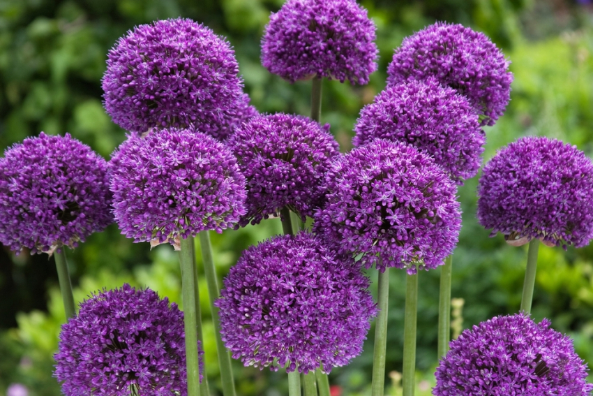 Allium ambassador