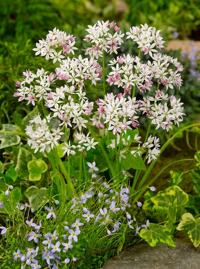 Allium cameleon