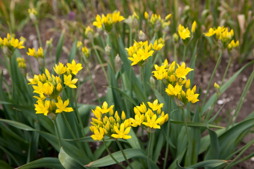 Moly luteum