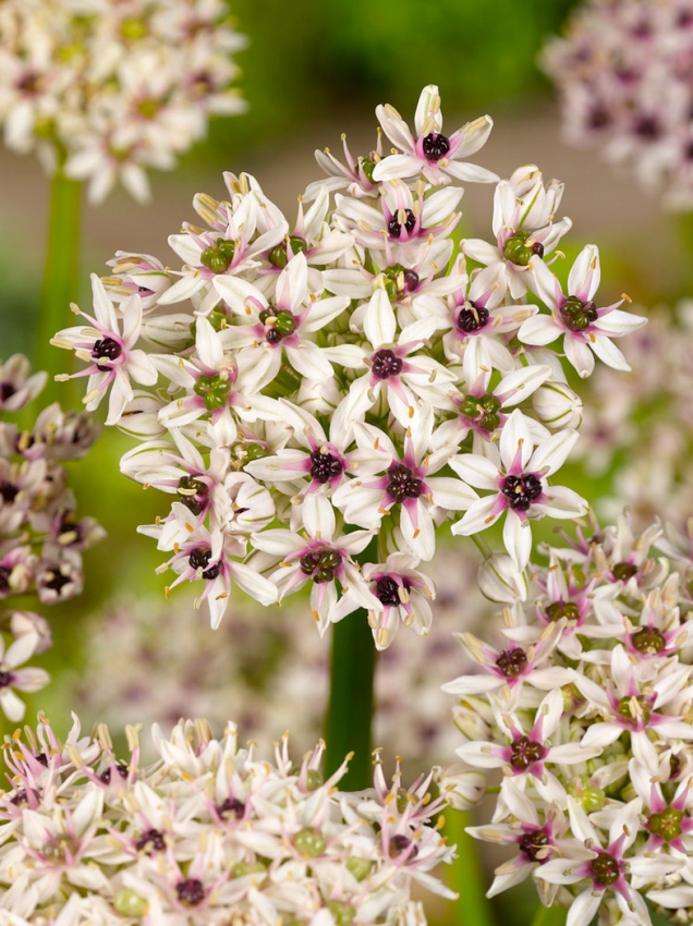 Allium silver spring