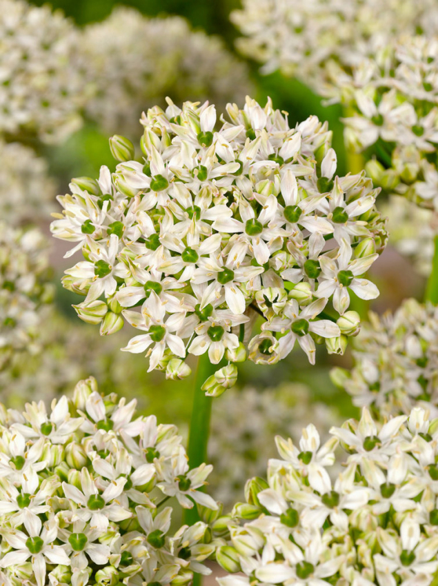 Allium nigrum