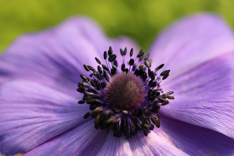 Mr. fokker coronaria