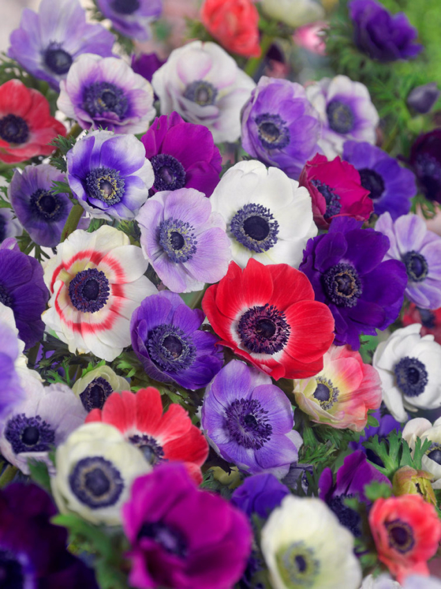 De caen mieszany coronaria