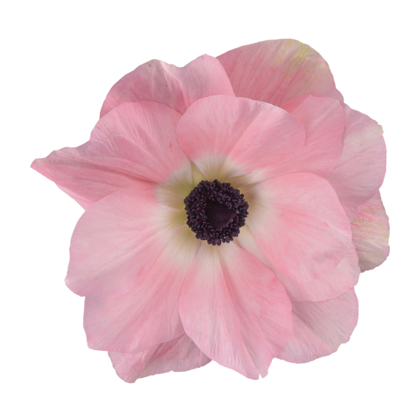 Mistral rosa chiaro