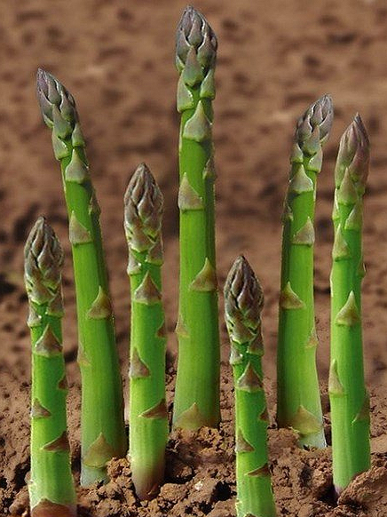 Asparagus avalim officinalis