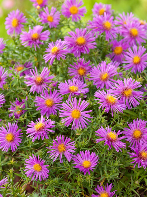 Aster dumosos alice haslam