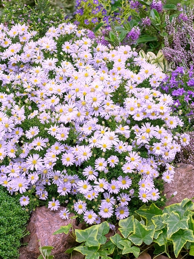 Aster novi-belgii brigitte