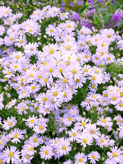 Aster novi-belgii brigitte