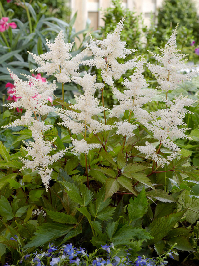 Astilbe deutschland japonica
