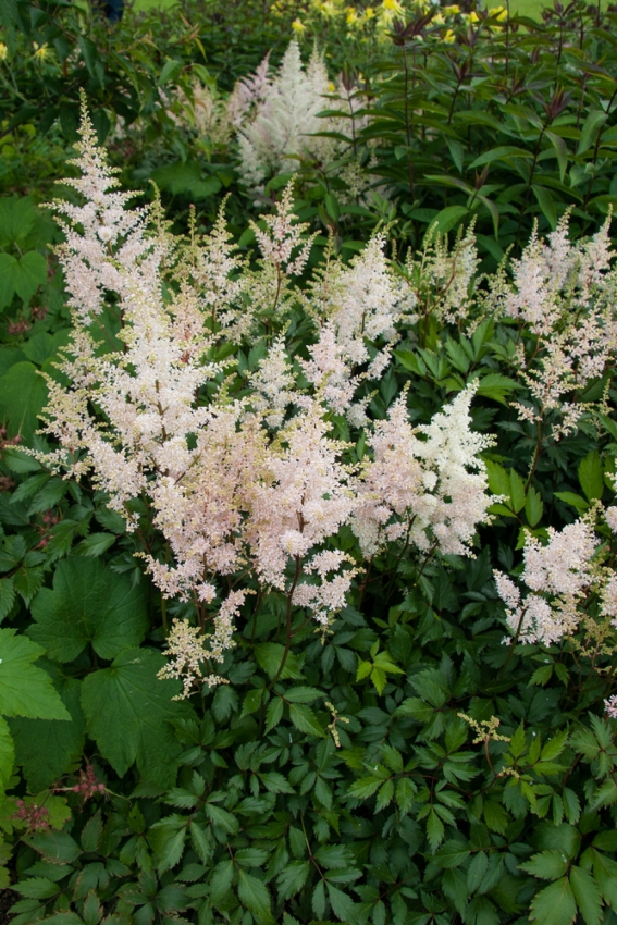 Astilbe peach blossom