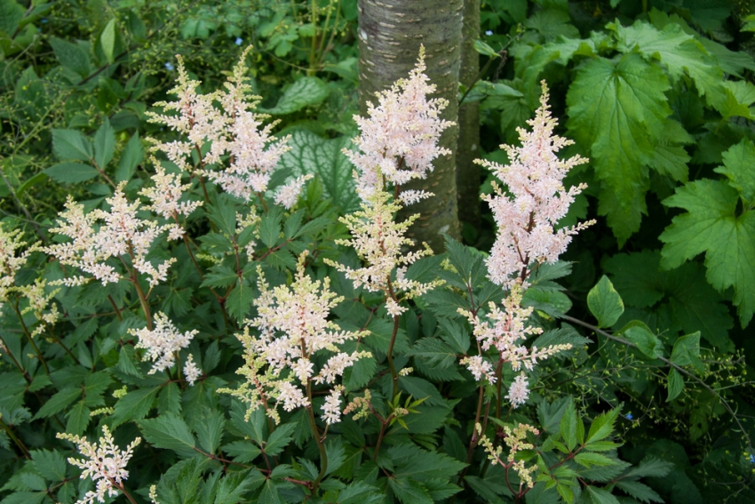 Astilbe peach blossom