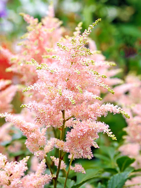 Astilbe peach blossom