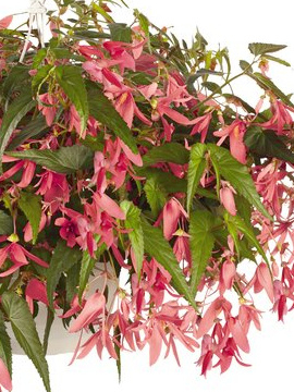 Bertinii san francisco