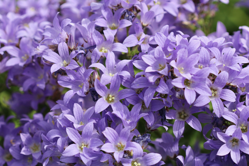 Campanula prichards variety lactiflora