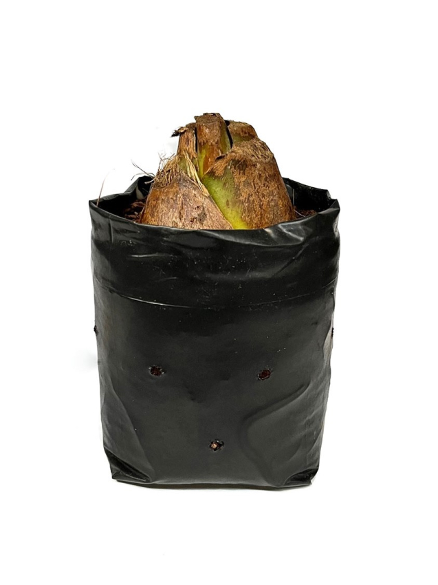 Cardiocrinum giganteum