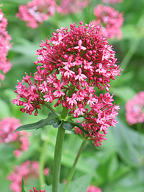 Centranthu coccineus ruber