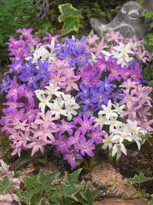 Chionodoxa mixed