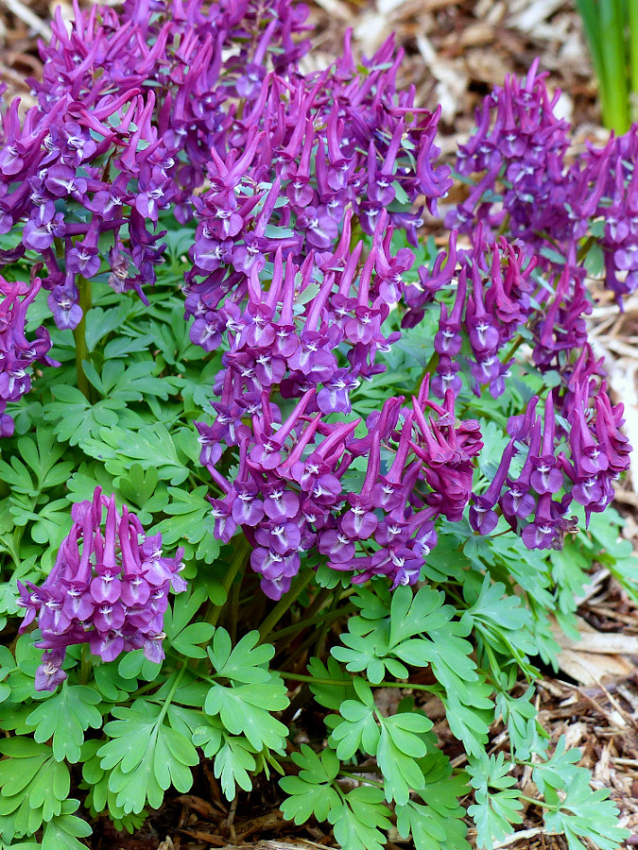 Corydalis solida purple bird