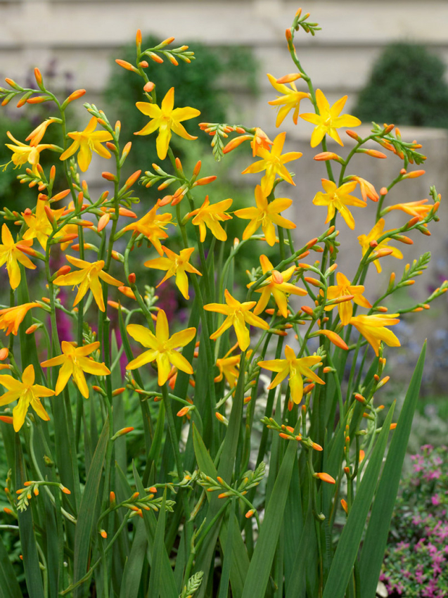 Crocosmia george davidson