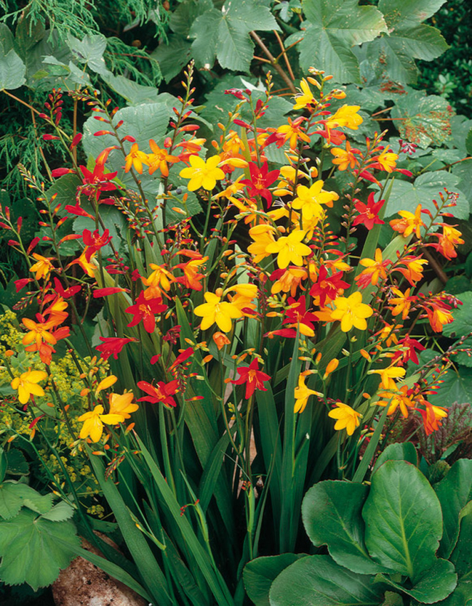 Crocosmia small flowering mixed