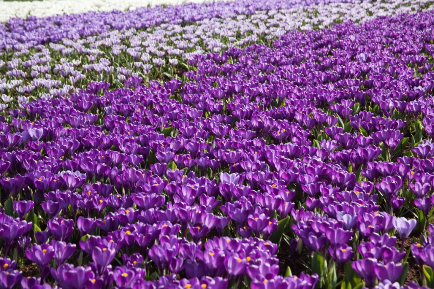 Flower record large flowering