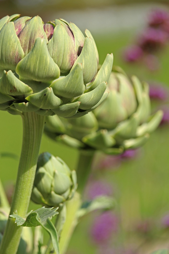 Cynara scolymus - artichoke