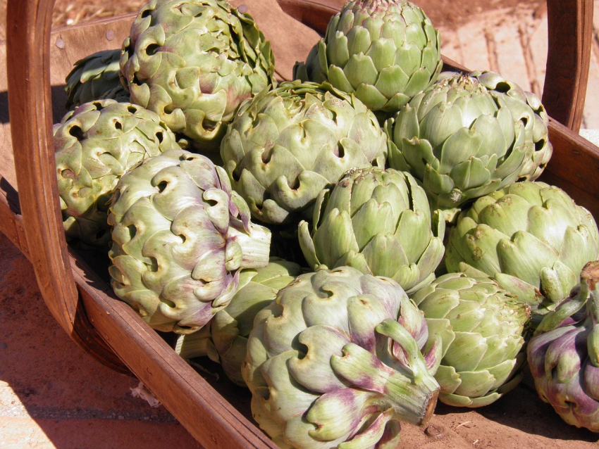 Cynara scolymus - artichoke