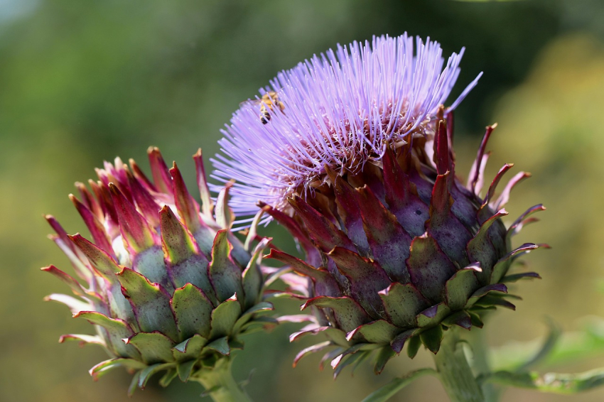 Cynara scolymus - artichoke