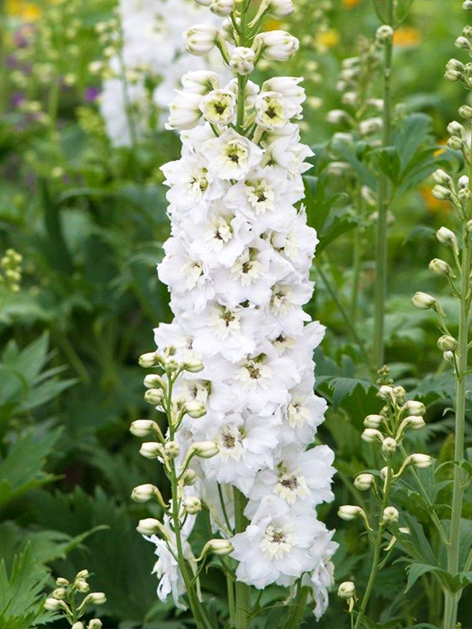 Delphinium magic fountains pure white